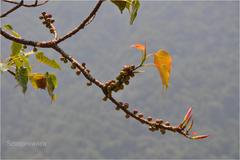 Ficus arnottiana